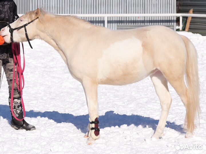 Мерин - арабо - пони, 130 см в/х