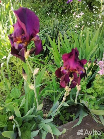 Садовые цветы многолетники