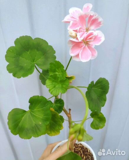 Пеларгонии. Много. Часть 3