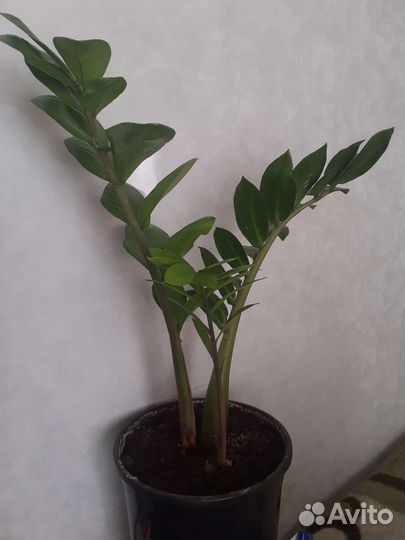 Продам саженцы комнатных цветов