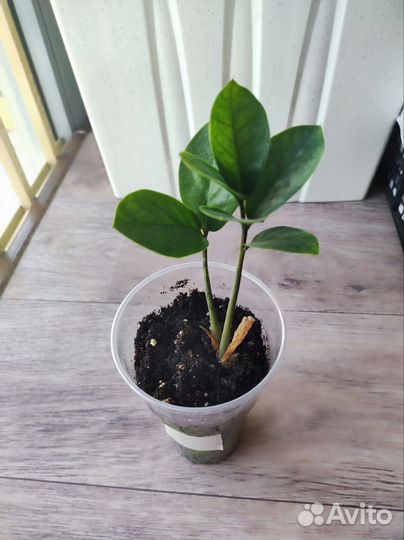 Замиокулькас