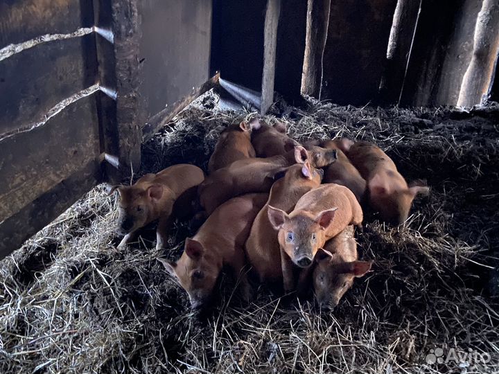 Поросята породы дюрок