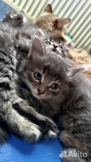 Котята в добрые руки 2 мес