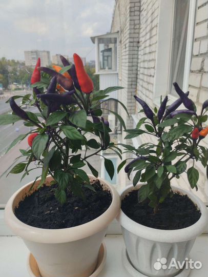 Перец комнатный острый