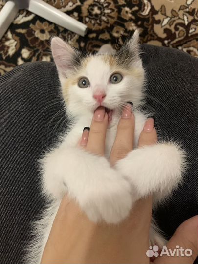 Котенок в добрые руки