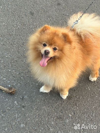 Немецкий шпиц вязка