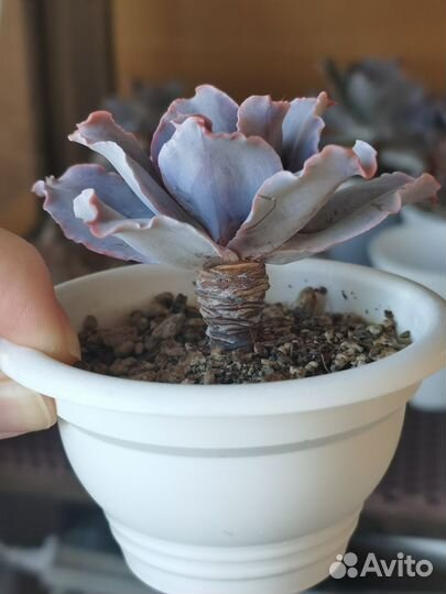 Кактусы и суккуленты