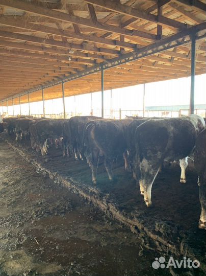 Быки на мясо