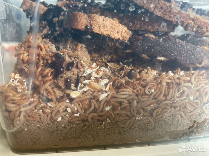 Личинки жука знахаря