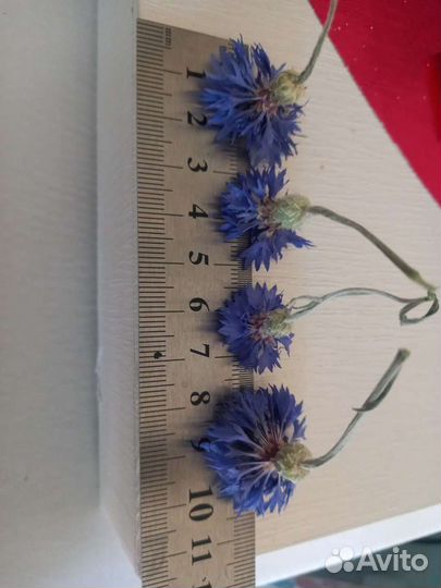 Сухоцветы. Василек