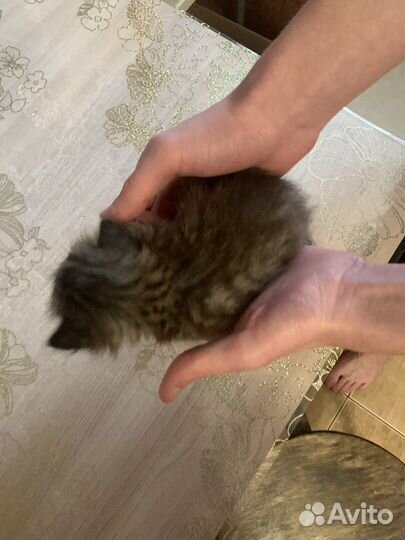 Котята в добрые руки даром