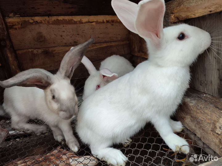 Кролики молодняк