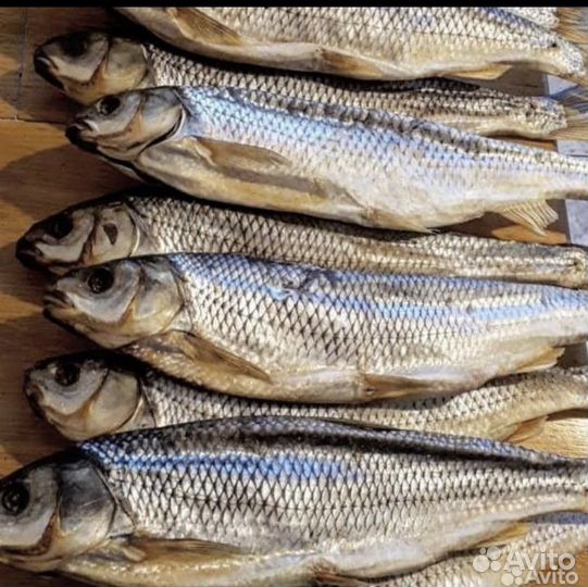 Рыба кутум
