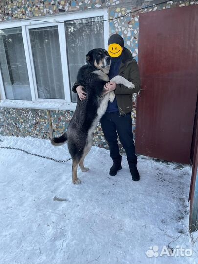 Вязка алабая,Кабель 1 год