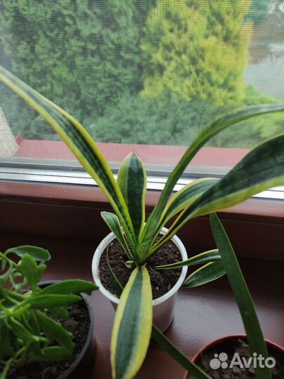 Комнатные цветы