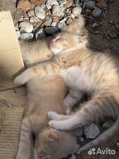 Котята в добрые руки