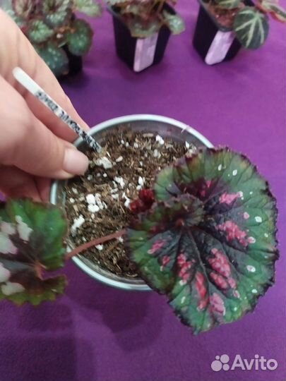 Бегонии сортовые