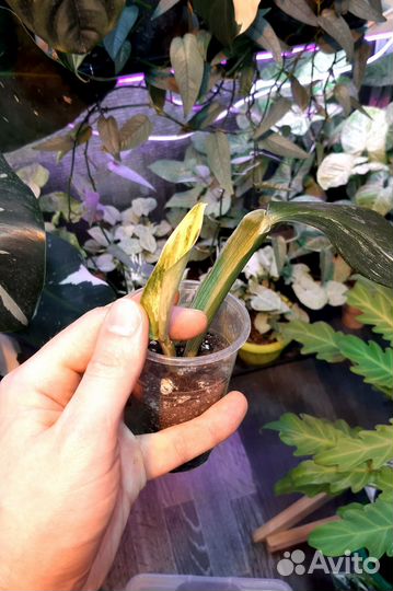 Монстера Standleyana yellow variegated