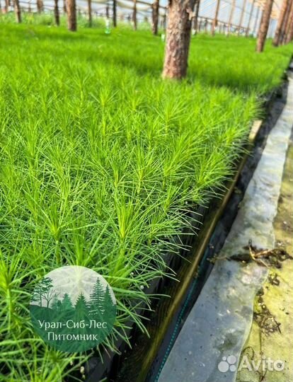 Сеянцы зкс Сосна Ель Лиственница окс Голуб Горн