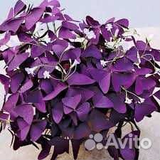 Кислица оксалис