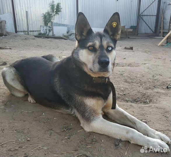 Собака в добрые руки