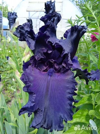 Ирисы бородатые сортовые