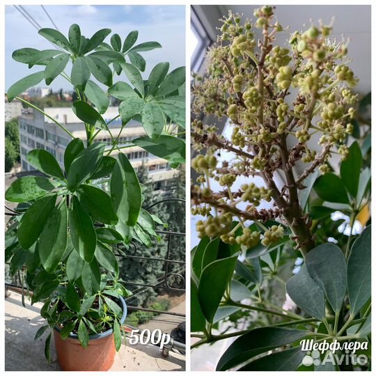 Цветы комнатные