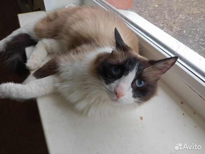 Кот Иззик порода Рэгдолл