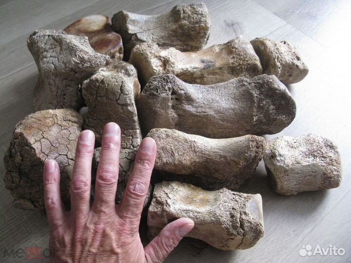 Мамонт, кости ноги №5 палеонтология