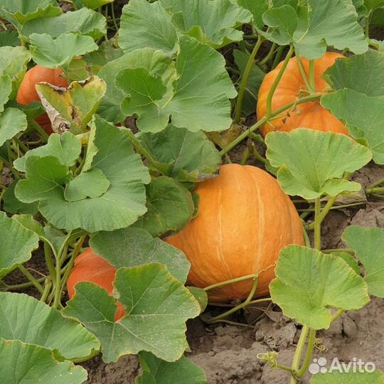 Тыквы домашние урожай 2023