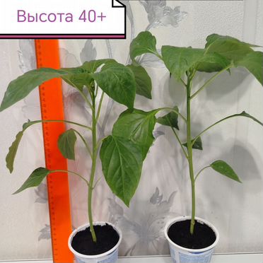 Перец Джипси(рассада), красный, сладкий