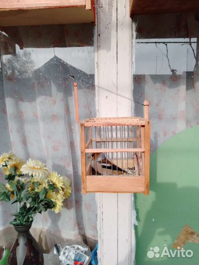 Певчие птицы