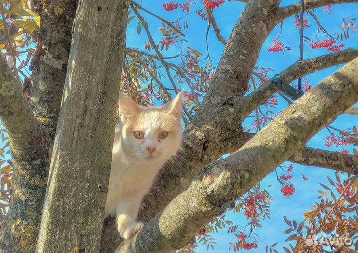Кот ищет дом