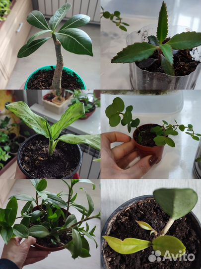 Комнатные цветы