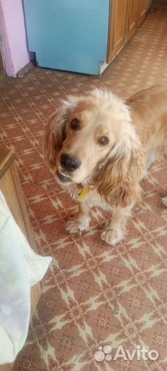 Кокер спаниель