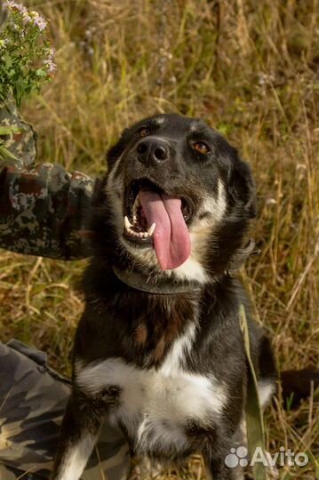 Собака в добрые руки