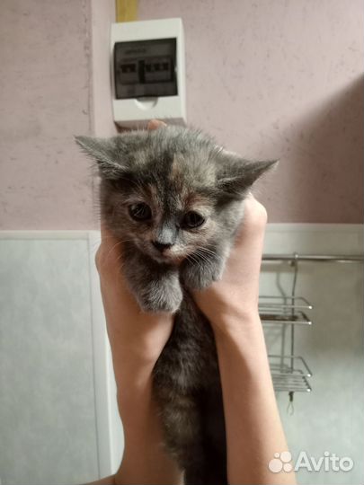 Кошечки 2 месяца