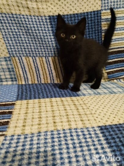 Котенок мальчик