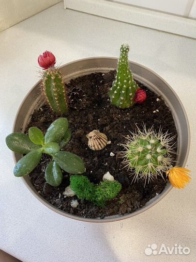 Садик с цветами