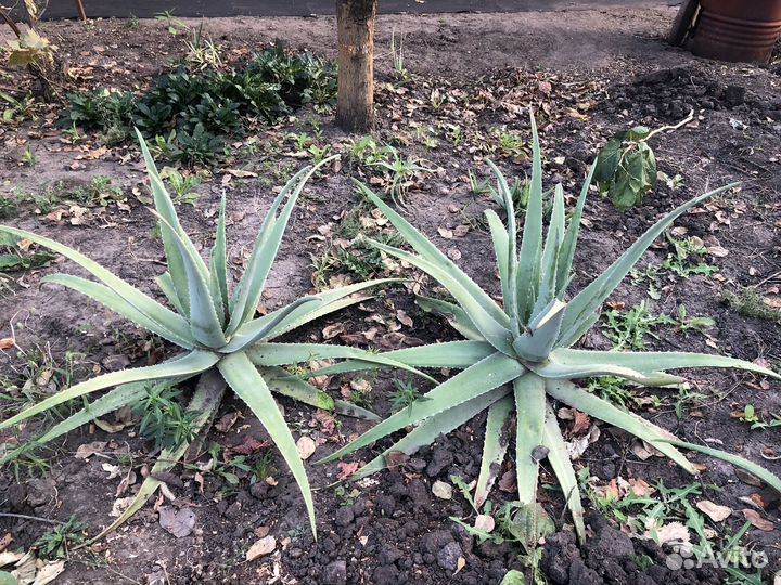 Алоэ столетник