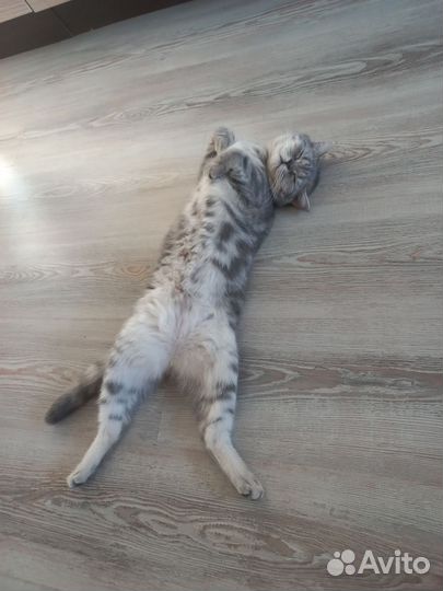 Британская кошка