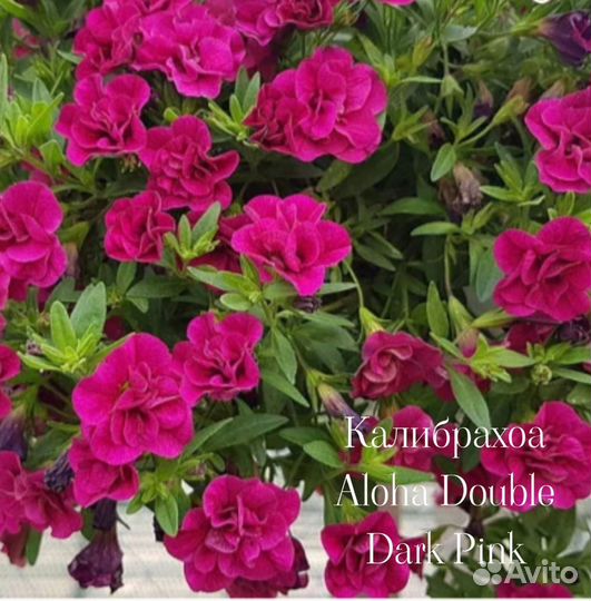 Калибрахоа много сортов