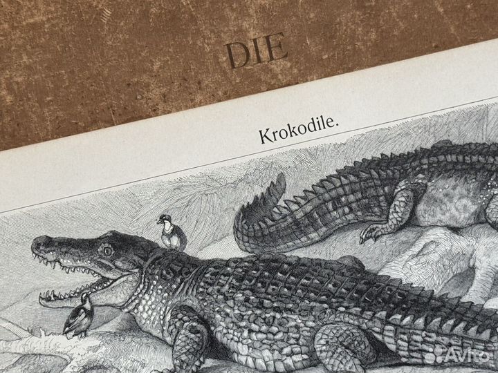 Старинная иллюстрация Крокодил