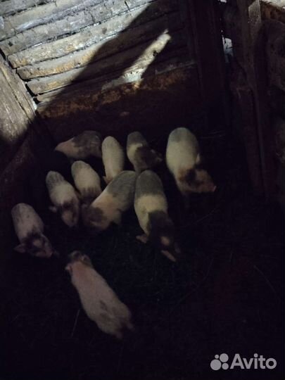 Вьетнамские вислобрюхие поросята