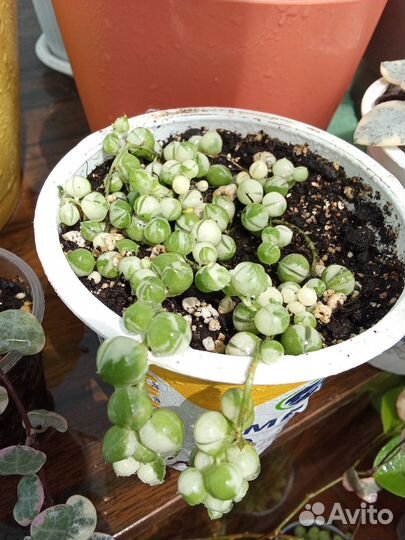 Крестовик раули вариегатный