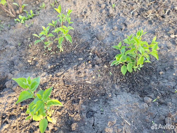 Жасмин садовый (чубушник)