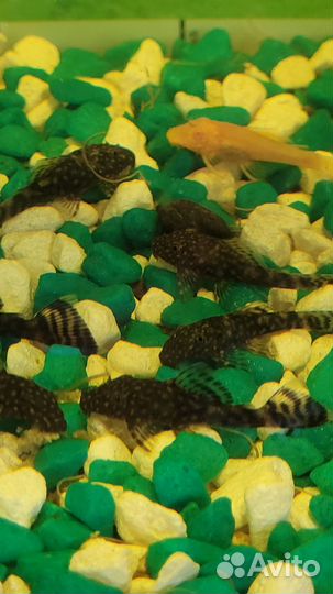 Аквариумные рыбки сомики