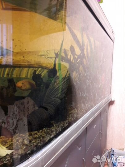 Корма для аквариумных рыб Артемия