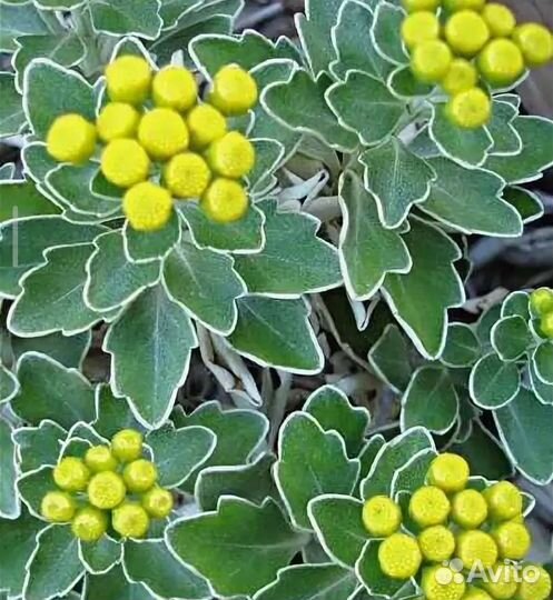 Аджания пацифика