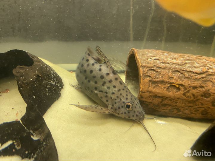 Сом синодонтис